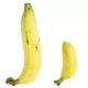 Penis