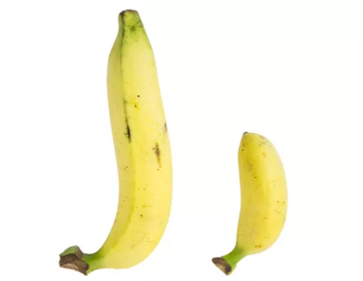Penis